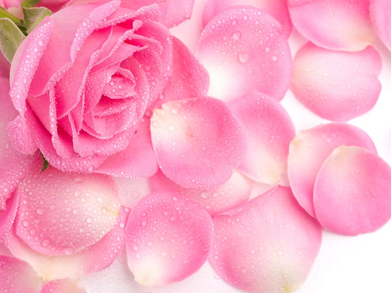 فواید گل رز - مد و زیبایی