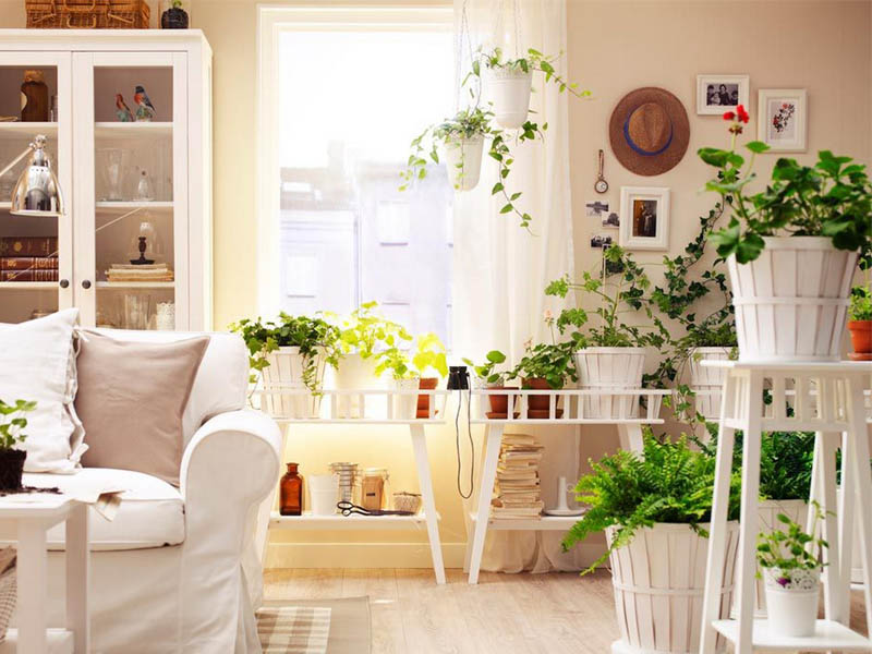 انتخاب گیاه مناسب برای اتاقهای منزل - زندگی بانوی شهر