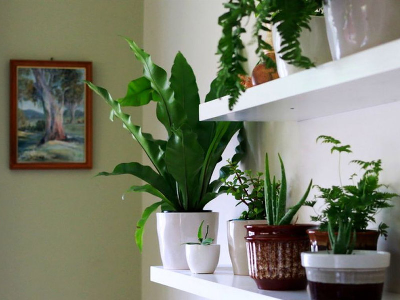 چگونه گیاه مناسب را برای هر یک از اتاق‌های منزل انتخاب کنیم
