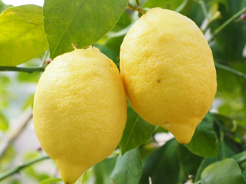 لیمو درمان کبد چرب